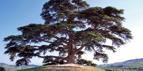 ¿Ignifuga y antipolilla?… Madera de Cedro del Libano