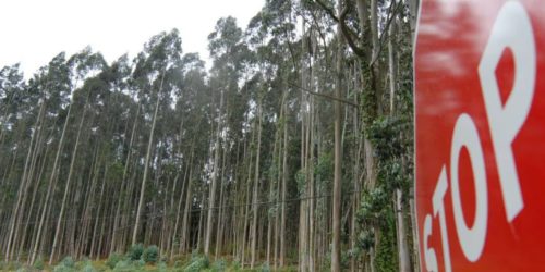 El denostado eucalipto gana en una década 53.000 hectáreas de terreno en Galicia