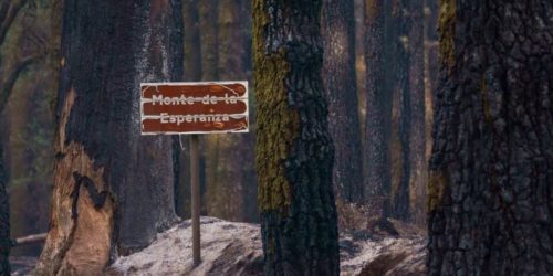 El potencial del sector forestal